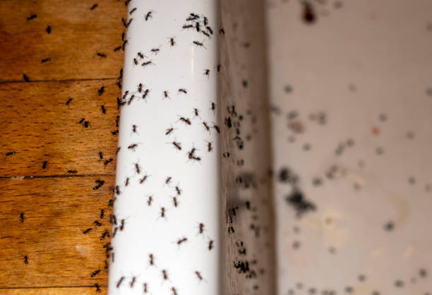 Spider Control Near Me in La Grande, OR